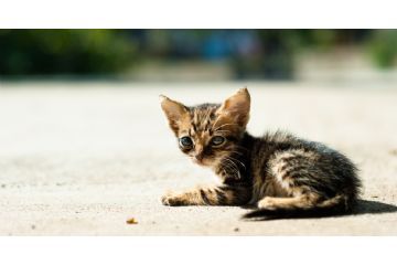 Randagismo e colonie feline